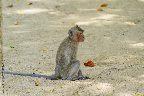 Macaque monkey is sitting on the sand.