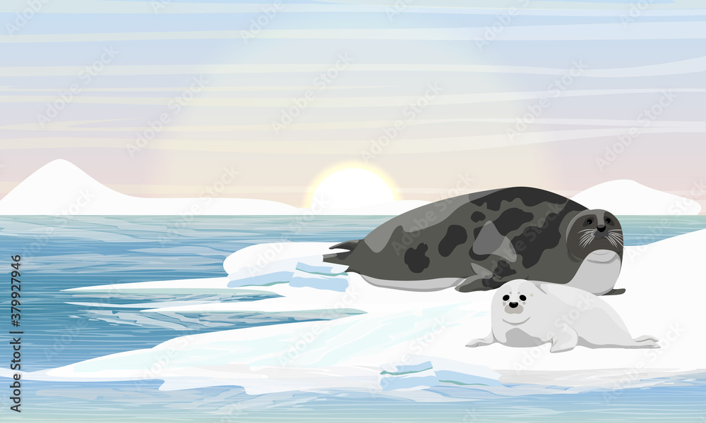 Φωτογραφία A harp seal with puppy lies on the shores of the Arctic Ocean