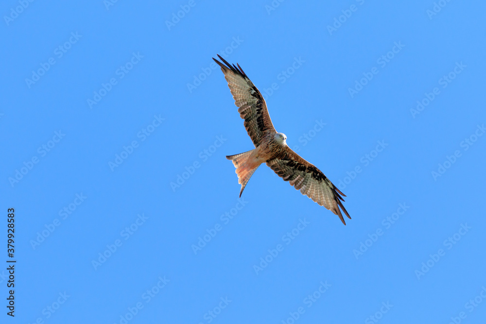 Obraz premium Rotmilan im Flug