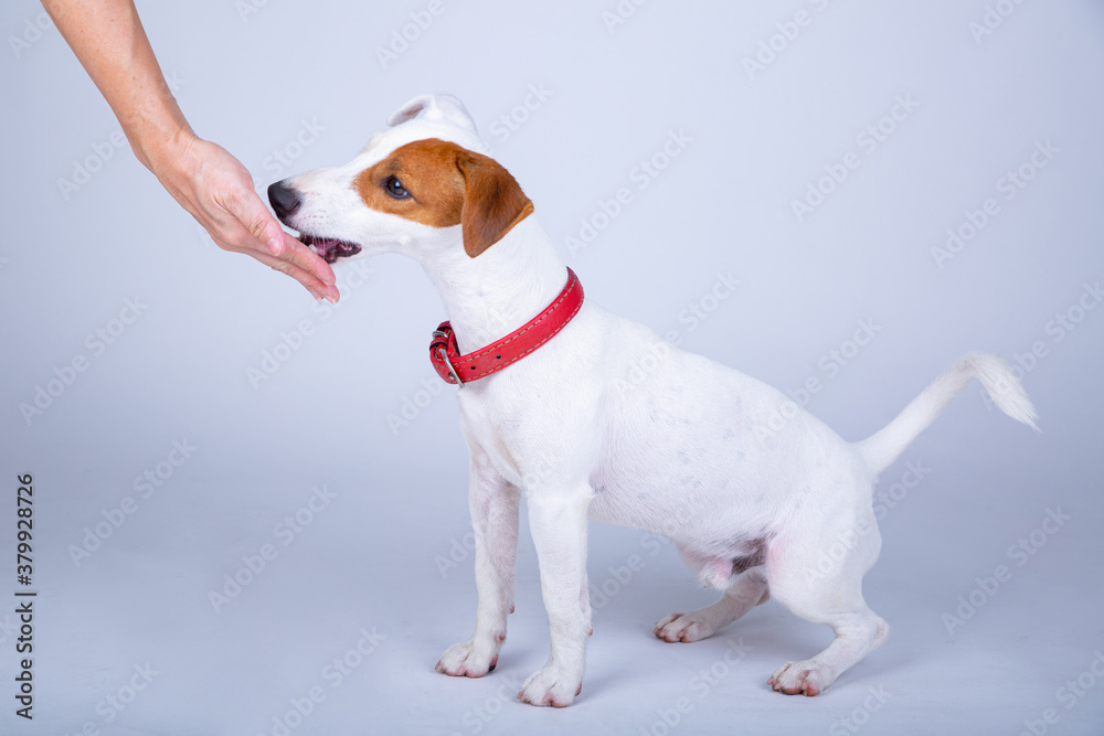 Feed food to Jack russell dog in studio.