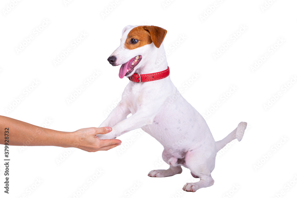 Dog touch owner hand for respect and learn