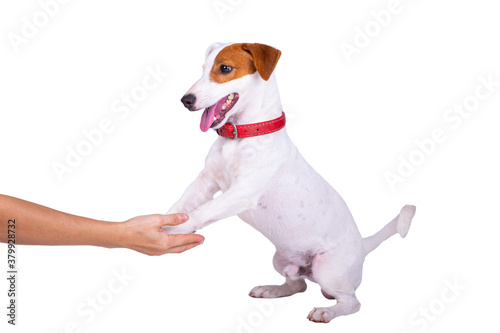 Dog touch owner hand for respect and learn © hin255