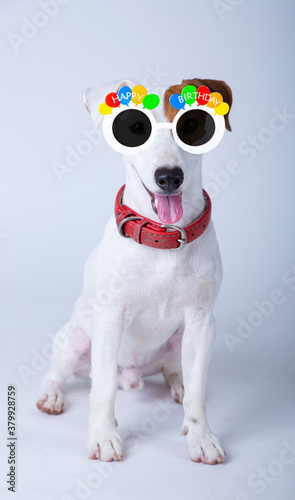 Cute Jack russel wearing  happy birthday sun glasses