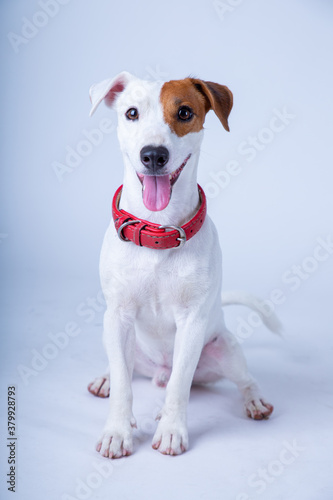 Jack russel dog holding white blank for customer advertise