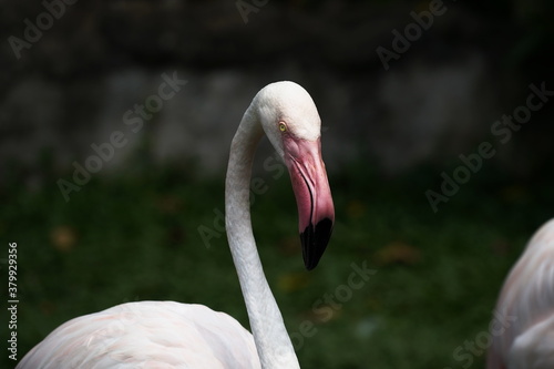 Closeup of a flamingo in the zoo of the city of Pattaya.