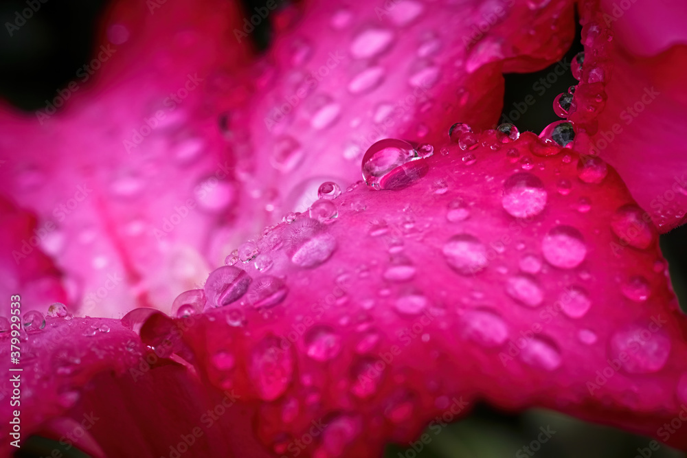 Water drop macro, Water droplets close up on azalea flower in Rainy season, Red pink flowers, Sabi star, kudu, Azalea, Impala lily, Adenium, obesum, Tropical Plants, Water drop macro, Water droplets close up on azalea flower in Rainy season, Red pink flowers, Sabi star, kudu, Azalea, Impala lily, Adenium, obesum, Tropical Plants,