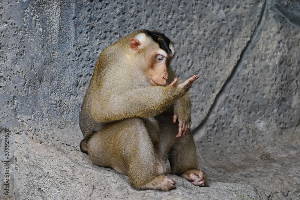Macaque in the zoo of the city of Pattaya. Macaque in the zoo of the city of Pattaya.