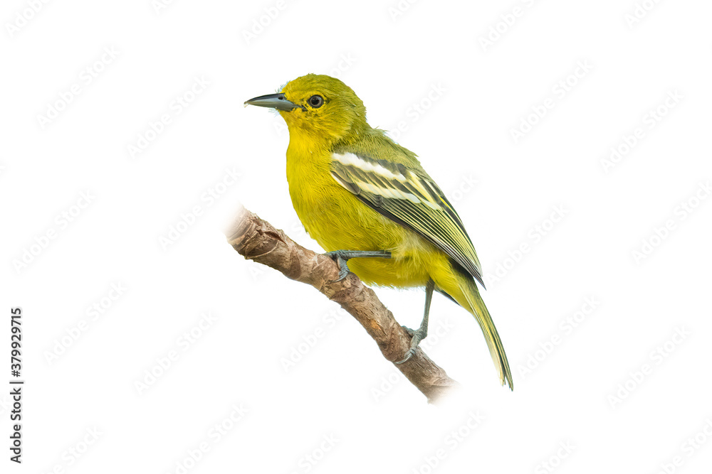 Common Iora perching on a tree branch Common Iora perching on a tree branch