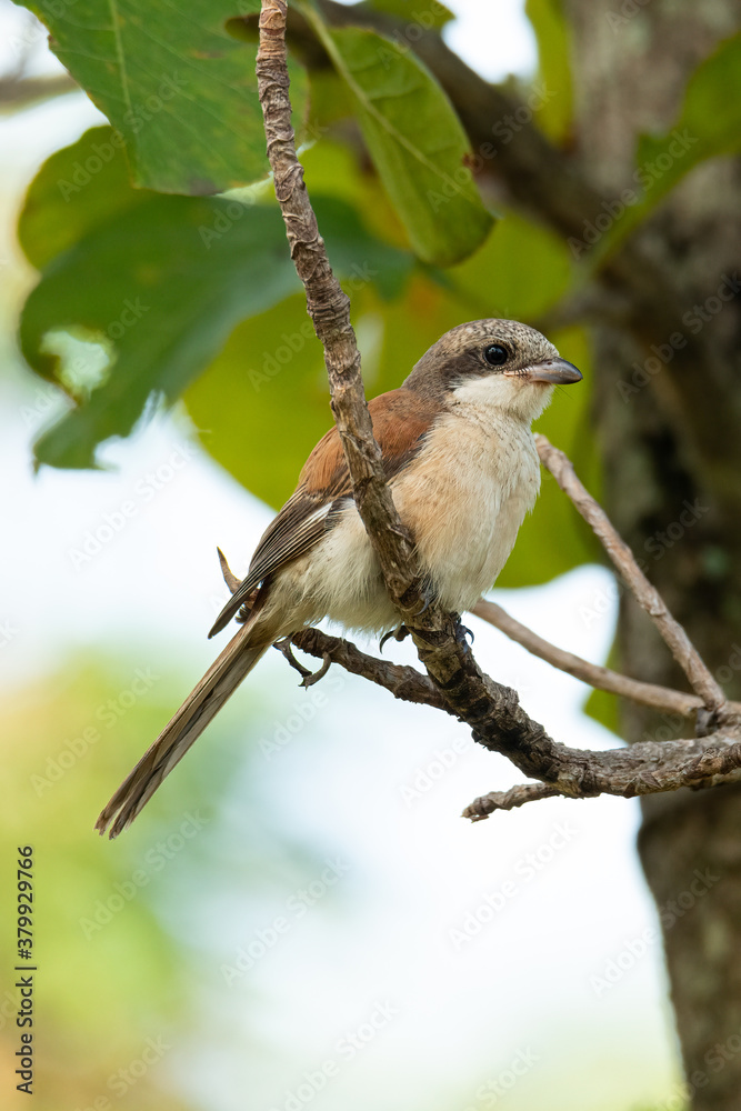 Naklejka premium Burmese Shrike perching on a tree branch