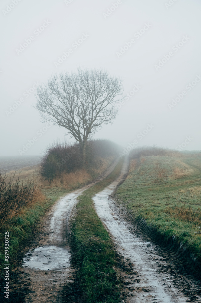Frost covered track and tree in fog. Norfolk, UK. Frost covered track and tree in fog. Norfolk, UK.
