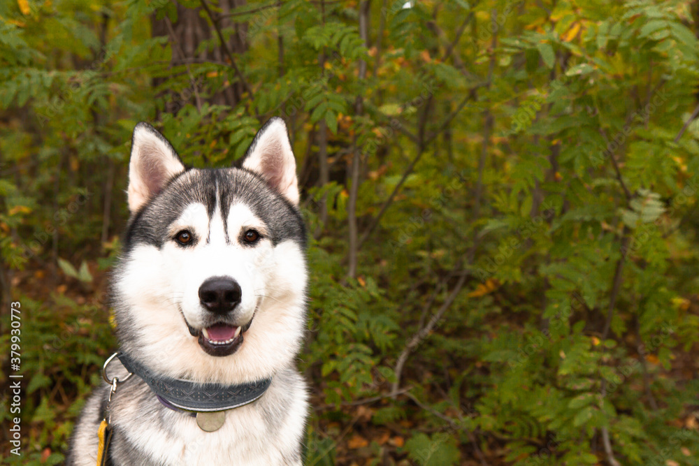 Portrait of a cheerful gray Siberian husky who sits against a background of green grass to the camera. Dog on natural background.