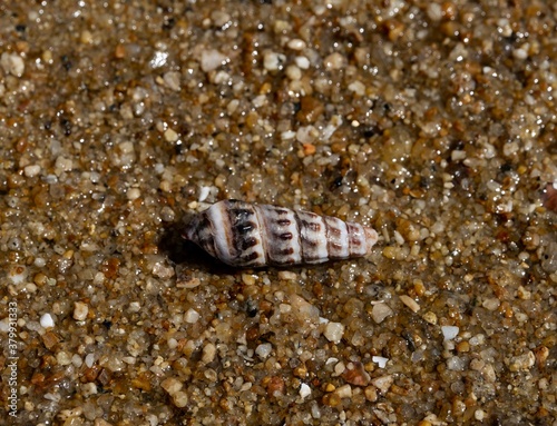 urchin on the beach