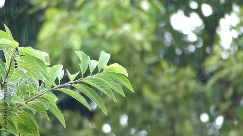 Green leaves in the rainy day and blur natural background