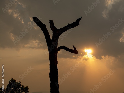silhouette of a tree in the sunset, tree on backdrop of sky