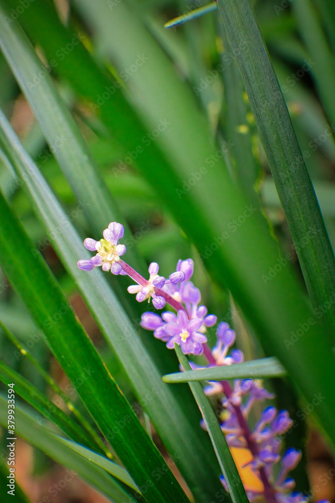 Attention is in the details. A flawless blossom of flowers, A picture is worth a thousand words Attention is in the details. A flawless blossom of flowers, A picture is worth a thousand words