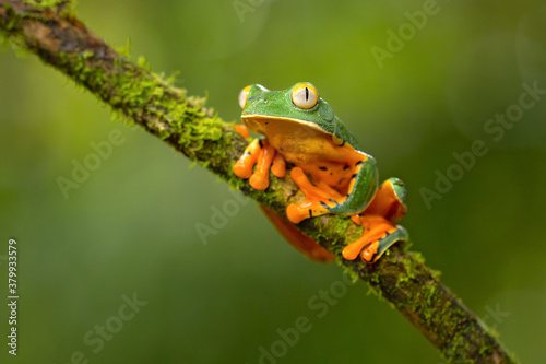Cruziohyla calcarifer, the splendid leaf frog or splendid treefrog, is a tree frog of the family Phyllomedusidae described in 1902 by George Albert Boulenger.
