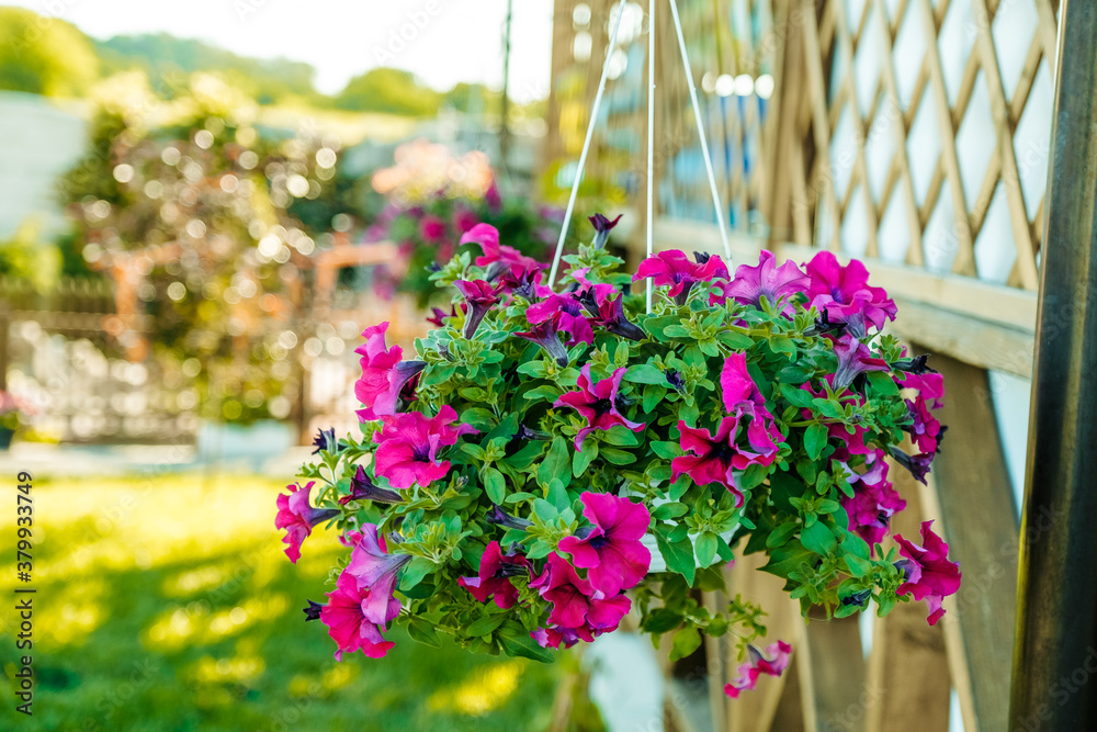 Baskets of hanging petunia flowers on balcony. Petunia flower in ornamental plant. Baskets of hanging petunia flowers on balcony. Petunia flower in ornamental plant.