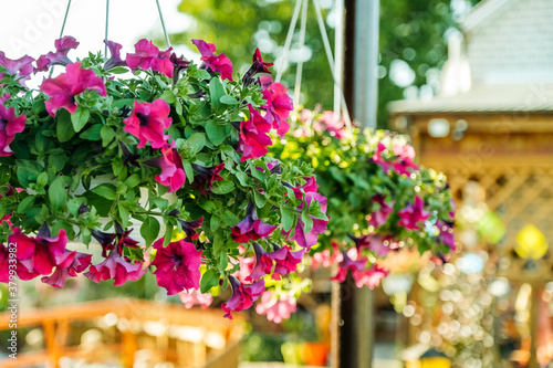 Baskets of hanging petunia flowers on balcony. Petunia flower in ornamental plant. © sushytska