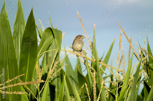 A cute Sparrow standing on a corn plant in a field of Alfoz de Lloredo, Cantabria photo