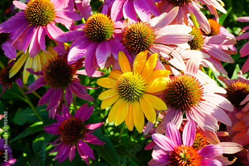 Purple and yellow echinacea cone flowers