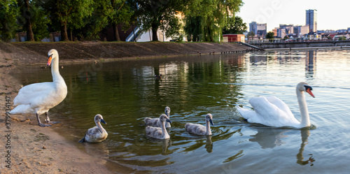 Fototapeta Naklejka Na Ścianę i Meble -  Swan Serenity is a lovely swan family. Swans glide along the serene surface of the lake.