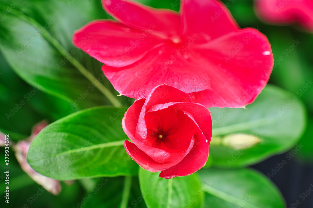 Obraz premium Attention is in the details. A flawless blossom of flowers, A picture is worth a thousand words