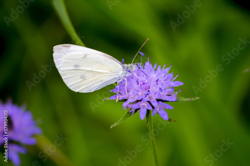 A white butterfly on a purple flower in a garden