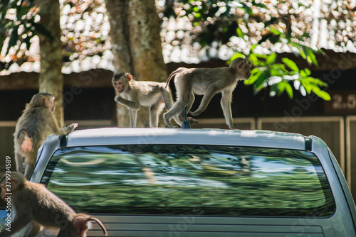 Monkey On The Roof Of A Car