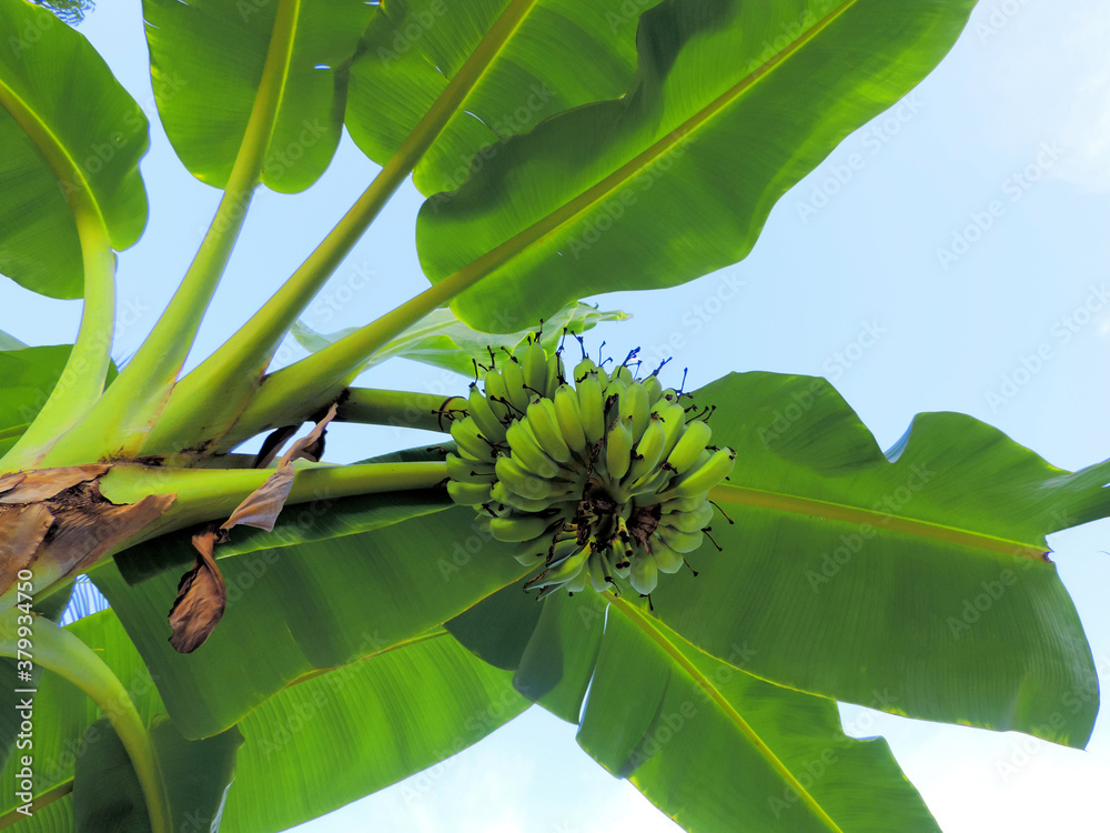 Fototapeta premium a bunch of bananas on a branch bottom view 