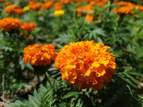 orange color marigold flowers