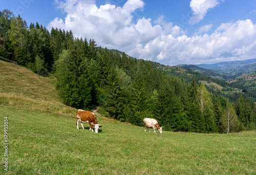 Cow on the mountain top
