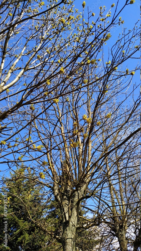 Obraz premium Blue sky through tree branches without leaves