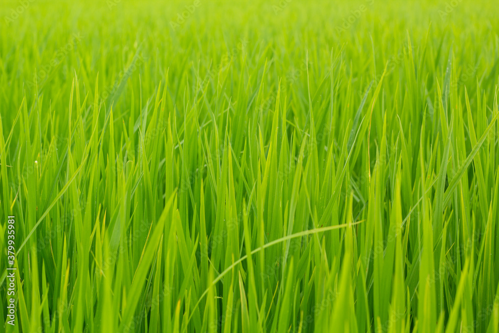 green rice field.