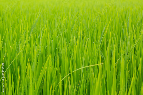 green rice field.