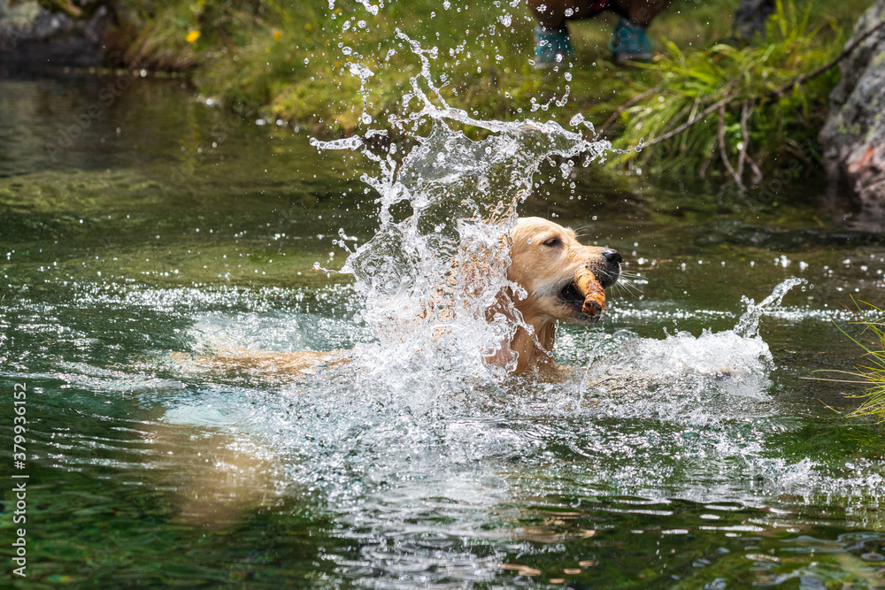cane Golden Retriever gioca con un bastone nel lago cane Golden Retriever gioca con un bastone nel lago