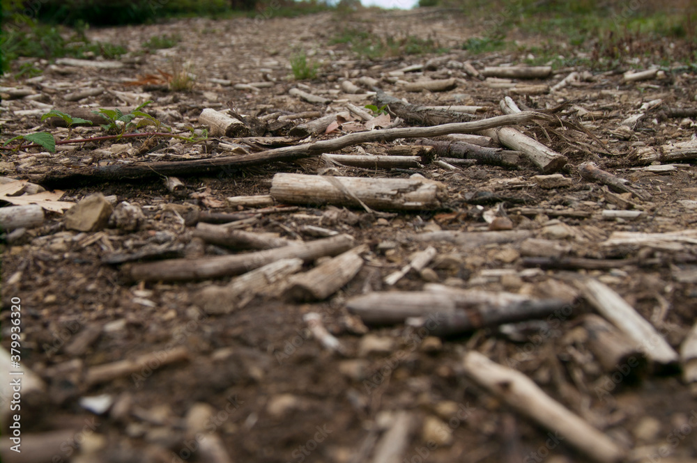 Obraz premium Abholzung