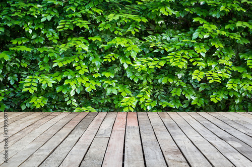 wooden floor on green leaves background.