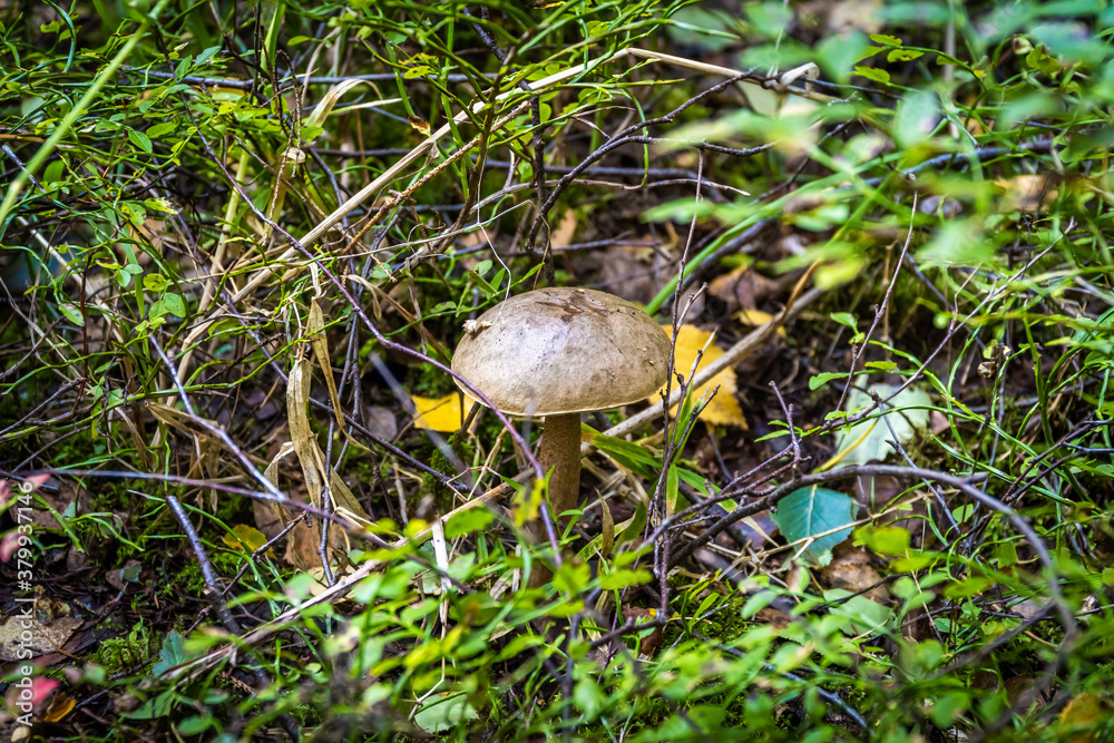 Edible boletus mushrooms are found in large numbers in early autumn in the forests and the Leningrad region. Edible boletus mushrooms are found in large numbers in early autumn in the forests and the Leningrad region.