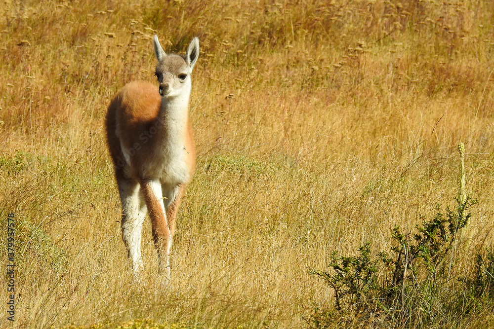Fototapeta premium Guanaco in the wild