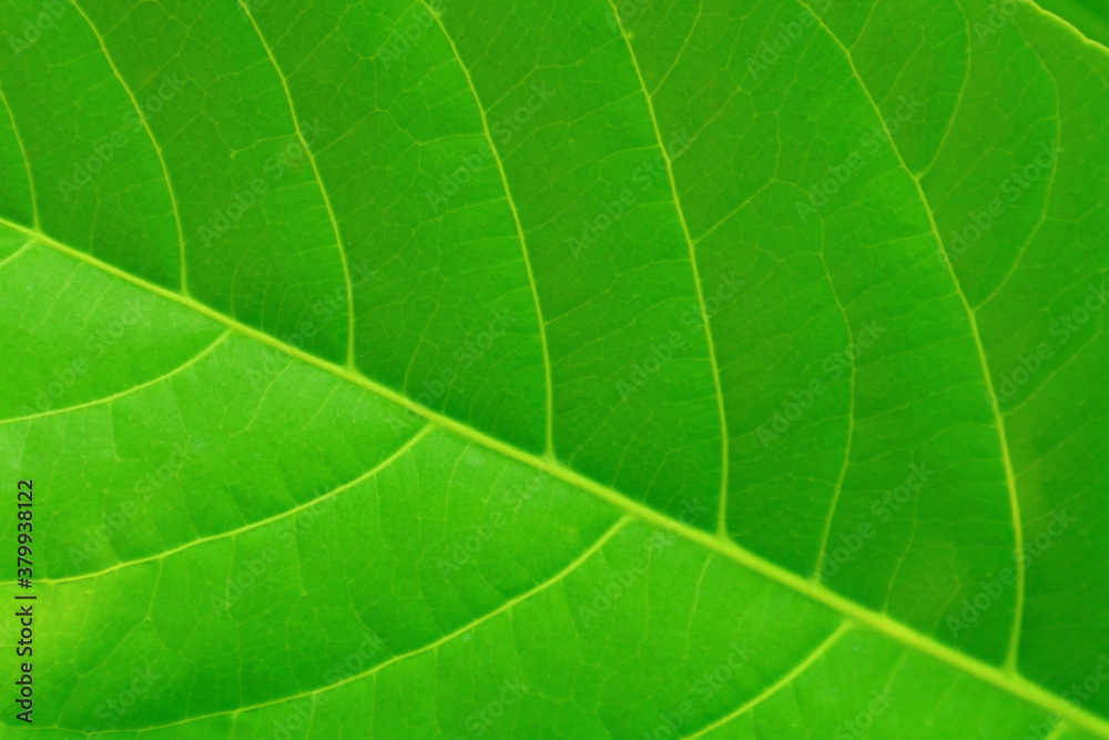 Natural green background - leaf of a tropical plant. Natural green background - leaf of a tropical plant.