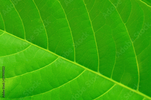 Natural green background - leaf of a tropical plant.