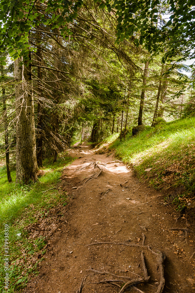Obraz premium Rheinschlucht, Rhein, Ruinaulta, Fluss, Schlucht, Flims, Bergsturz, Wanderweg, Wald, Waldweg, Aussichtspunkt, Graubünden, Alpen, Sommer, Schweiz