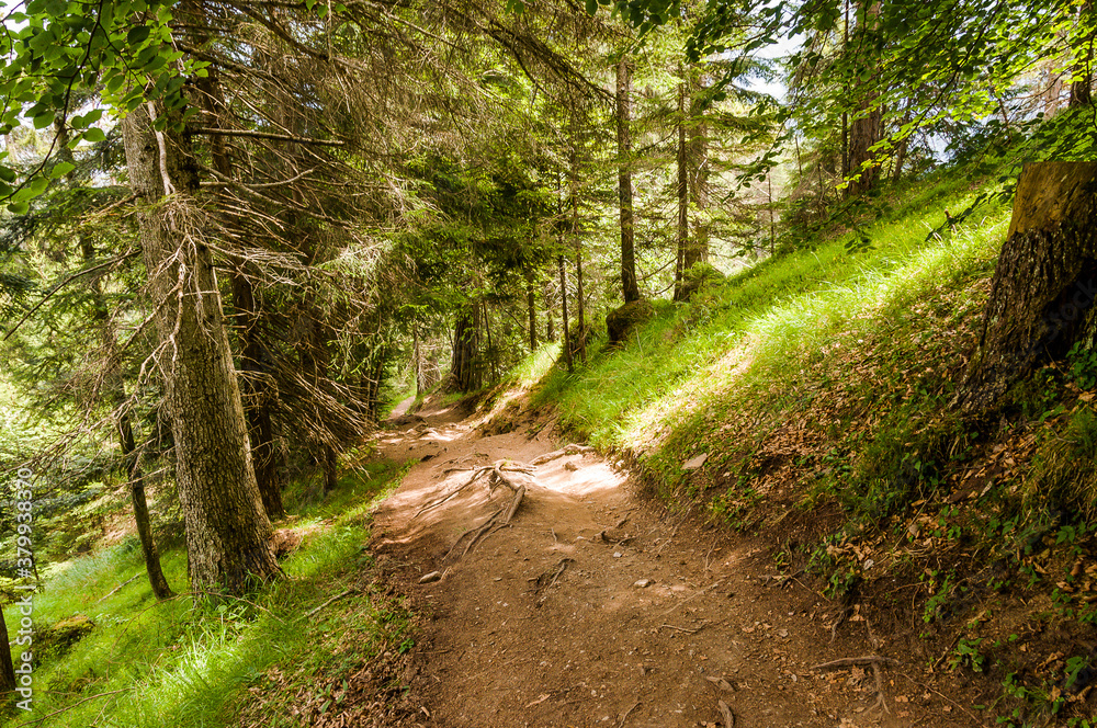 Fototapeta premium Rheinschlucht, Rhein, Ruinaulta, Fluss, Schlucht, Flims, Bergsturz, Wanderweg, Wald, Waldweg, Aussichtspunkt, Graubünden, Alpen, Sommer, Schweiz