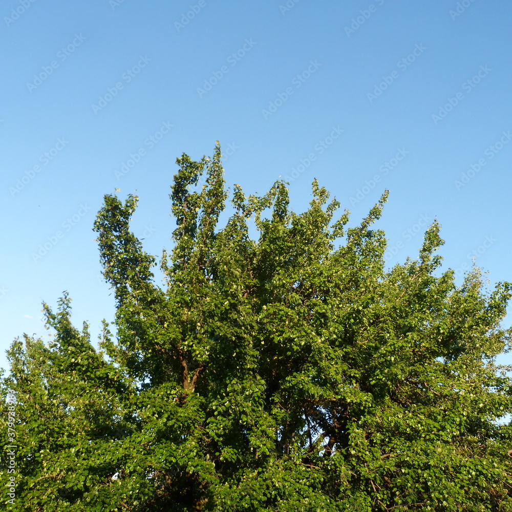 Fototapeta premium trees and sky