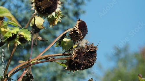 (Carduelis elegans) Chardonneret élégant ou chardonneret d'Europe juvénile picorant des graines de tournesol photo