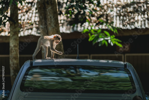 Monkey On The Roof Of A Car