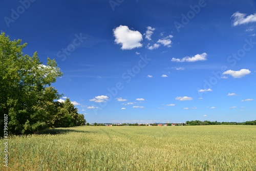 View of a green field with grain, beautiful blue sky lined with green trees. On the horizon red roofs of houses. Ready for harvest. White clouds in the blue sky.