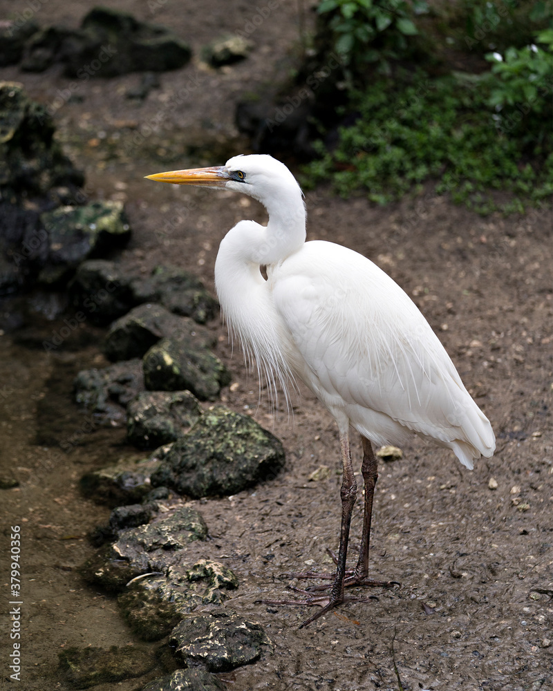 White Heron Stock Photos. standing by the water displaying white feather plumage, head, long neck, beak, long legs in its environment and surrounding with a moss rock and foliage background. White Heron Stock Photos. standing by the water displaying white feather plumage, head, long neck, beak, long legs in its environment and surrounding with a moss rock and foliage background.