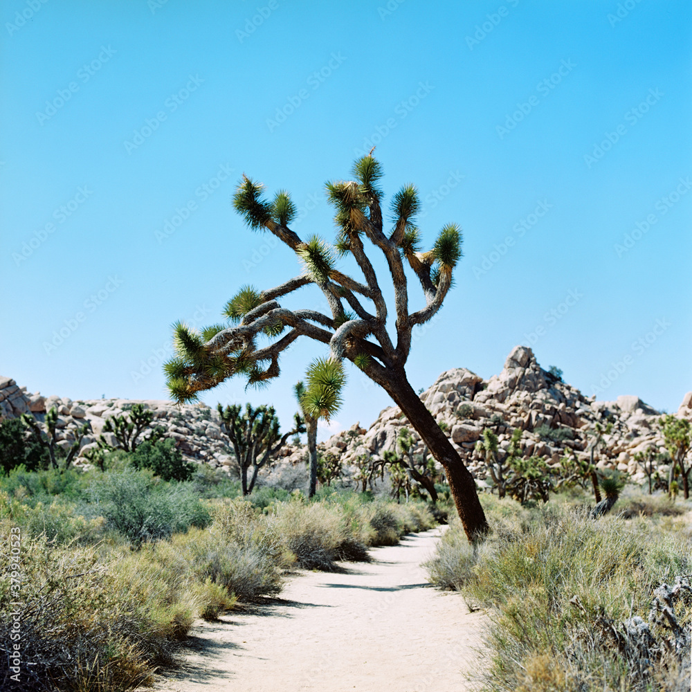 Joshua Tree