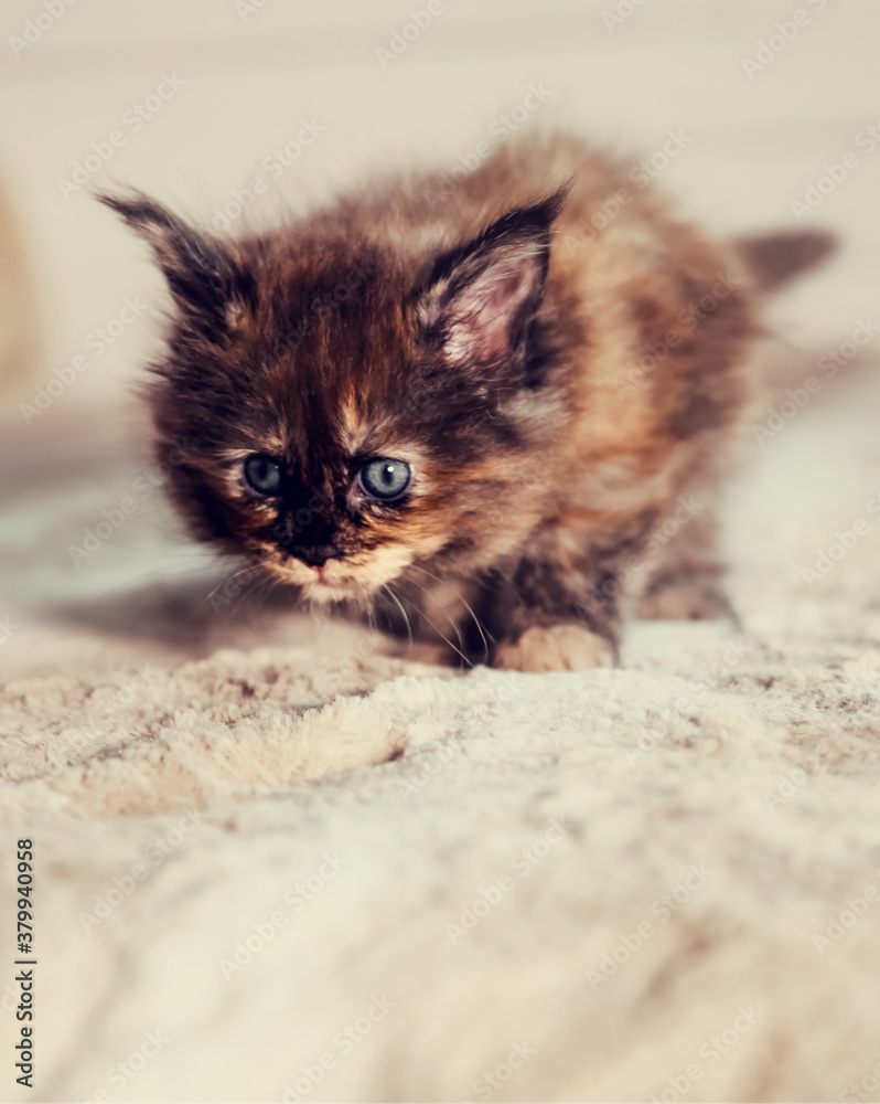 Beautiful fluffy multi colored black maine coon baby kitten hunting on the bed and looking curios blue eyes. Closeup